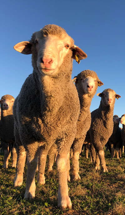 Ridway Poll Merinos