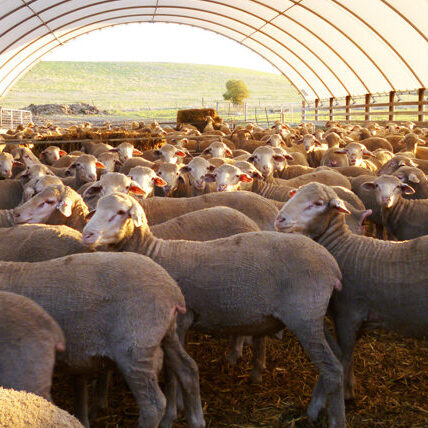 Easy Care - A mules-free flock is achievable due to animals with plain bodies and low breech wrinkle