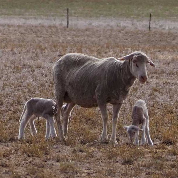 Highly fertile Merino Sheep - consistently recording 115% - 125% lambs weaned